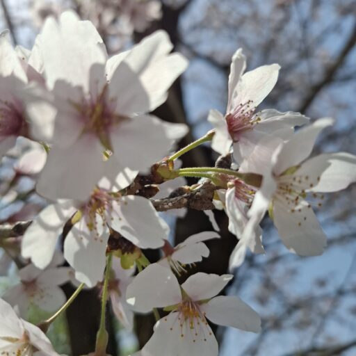 桜　満開　きれい