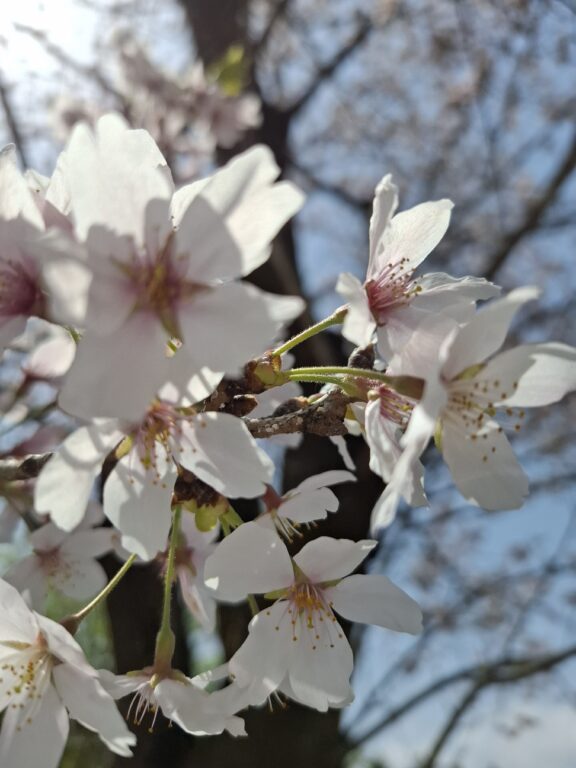 桜　満開　きれい